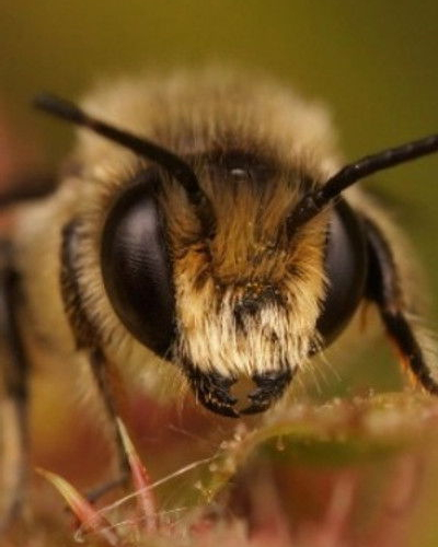 Buzz Bee