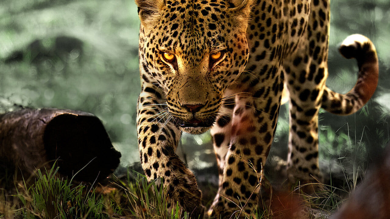 دانلود فیلم زندگی با پلنگ ها Living with Leopards 2024